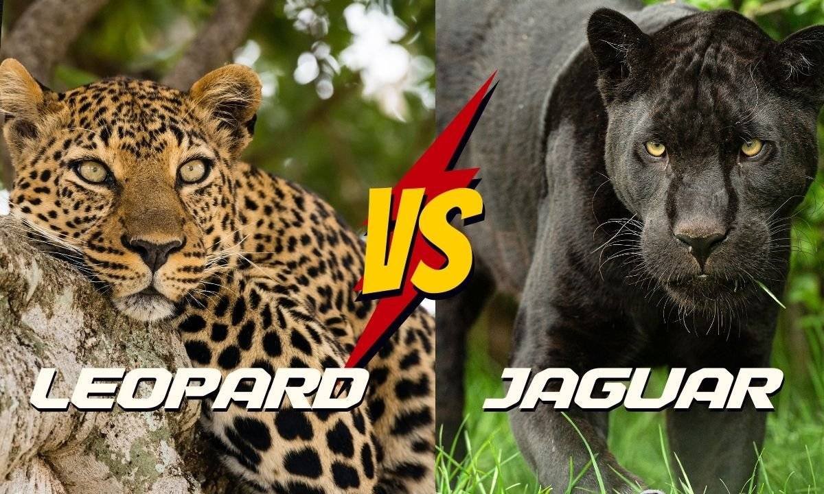 What is the Difference Between Leopard vs Jaguar?