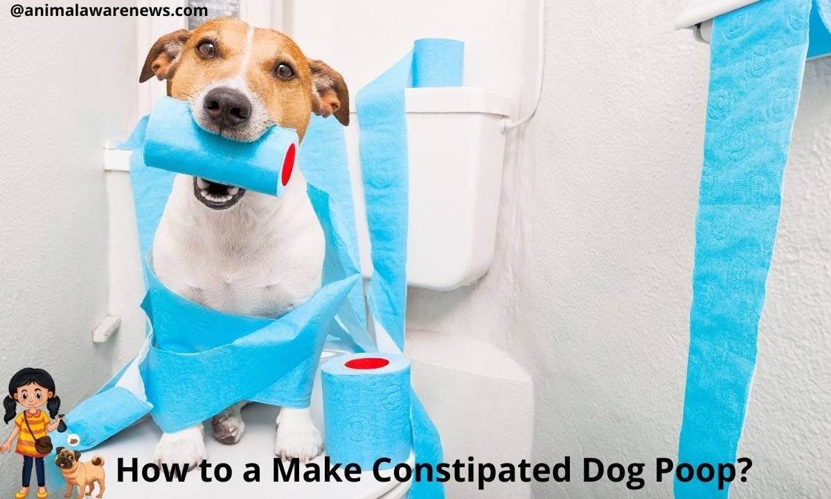 how to make a constipated dog poop quickly