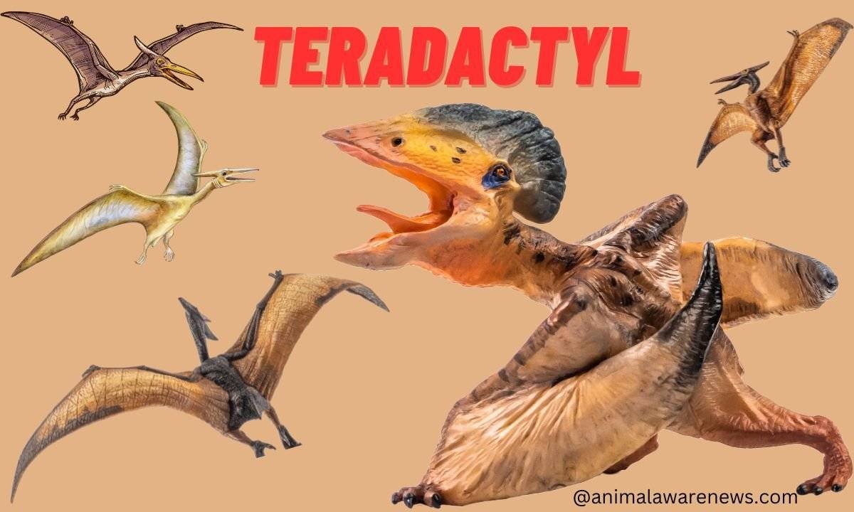 Some Interesting Facts You Need To Know About Teradactyl